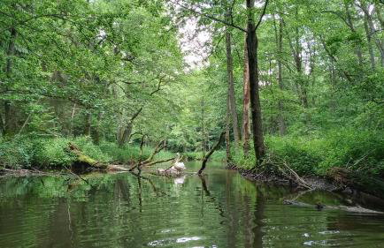 Forreset - leśny reset - Foto 41