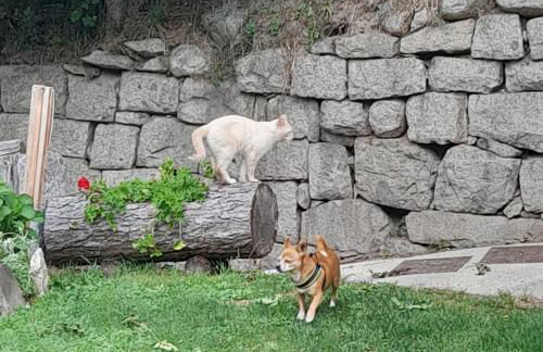 Soggiorno Vacanze Stella Alpina - Foto 19