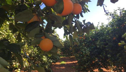 Villa Entrenaranjos - Foto 2