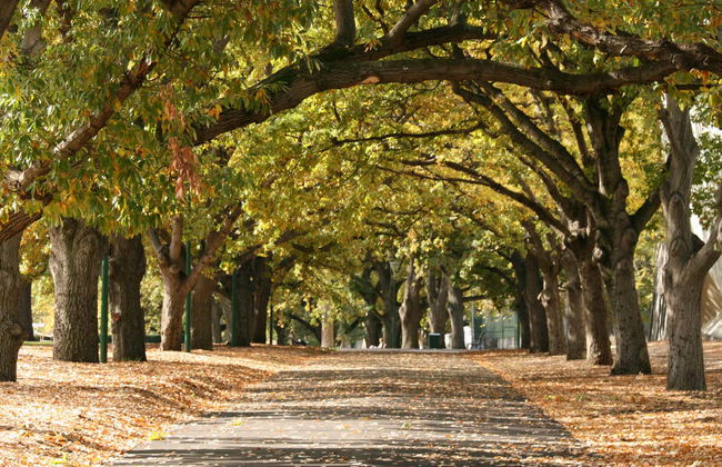 Private Tour of Melbourne - Photo 5