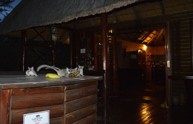 Lion Tree Bush Lodge - Foto 31