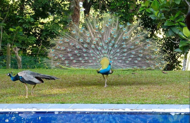 Tropical Dream Villa - Photo 24