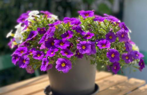 Grazioso monolocale - Photo 13