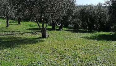 Studio au milieu d une oliveraie Le Mas de la huppe - Foto 2