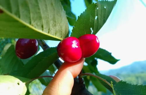 Agriturismo la Fattoria al Crocefisso - Foto 8