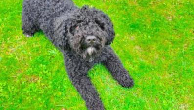 La Casita de Suances 2 Ideal Familias y Mascotas - Foto 4