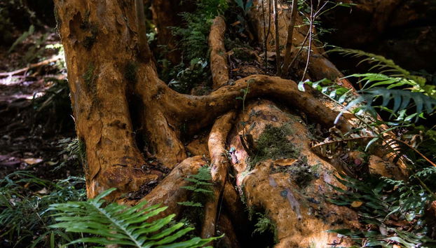 Tepuhueico Park Ticket - Foto 2