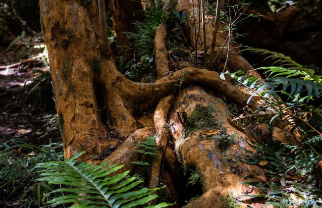 Tepuhueico Park Ticket - Foto 2