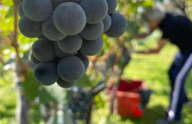 Residence Verdeblu - Foto 21