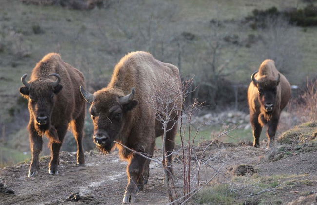 Visite du centre de découverte du bison d'Europe - Photo 8
