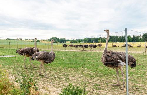 Beutenmühle Straussenfarm Dach - Foto 37