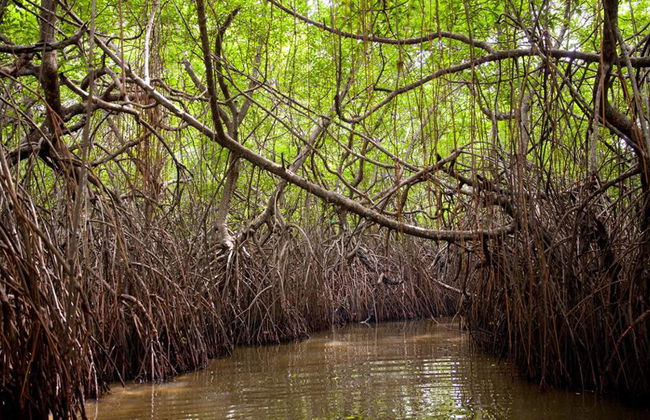 Safari sur la Madhu River - Excursion d'une journée - Photo 3