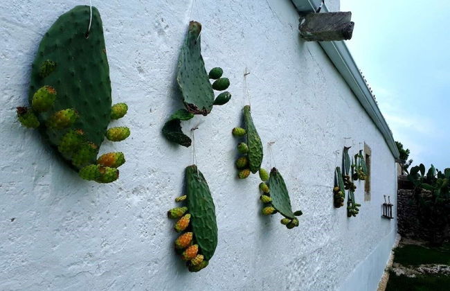 Masseria Costarella - Photo 67