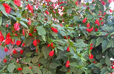 Azul del mar - Foto 72