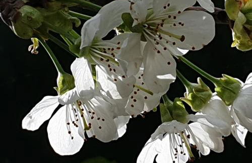 Das grüne Haus allein für Dich! - Foto 10