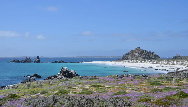 Excursion sur l'île de Damas - Foto 4, Plage de l'île de Damas