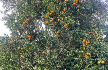 Maison Jardin d'Agrumes - Lozari - Foto 27
