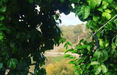 Los Viejitos en Firgas - Foto 55