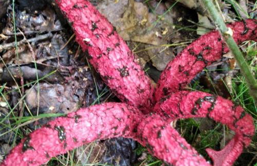 Domek nad stawem - Foto 63