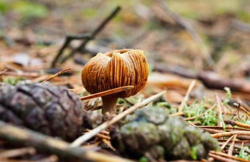 Tiny House am Waldrand - Foto 28