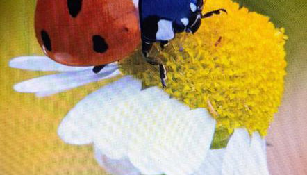 Casa da Caroxinha - Foto 3