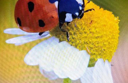 Casa da Caroxinha - Foto 3