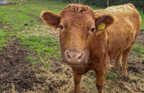 The Stable - Foto 25