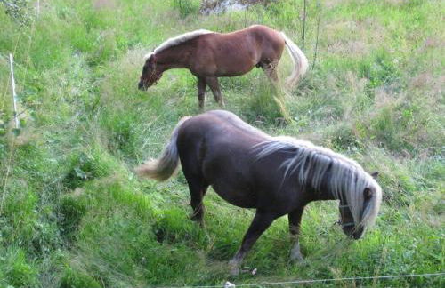 Holiday Apartment Finkennest - Foto 51