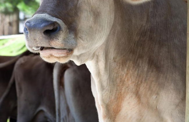 Hotel Fazenda Suiça Le Canton - Foto 19