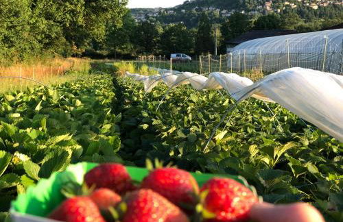 Gîte à la Ferme de Verdurette Cordes-sur-Ciel - Foto 34