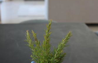 Villa Brac - Photo 36