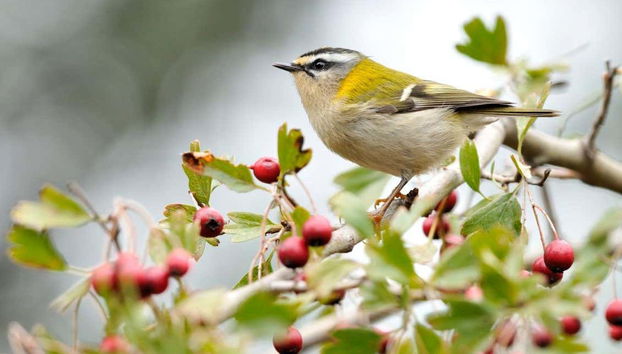One of the many bird species in the park