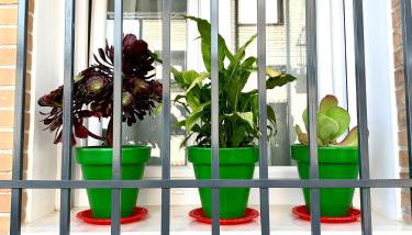 Verde Oliva Albero Limon - Photo 2