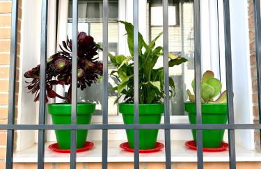 Verde Oliva Albero Limon - Photo 2