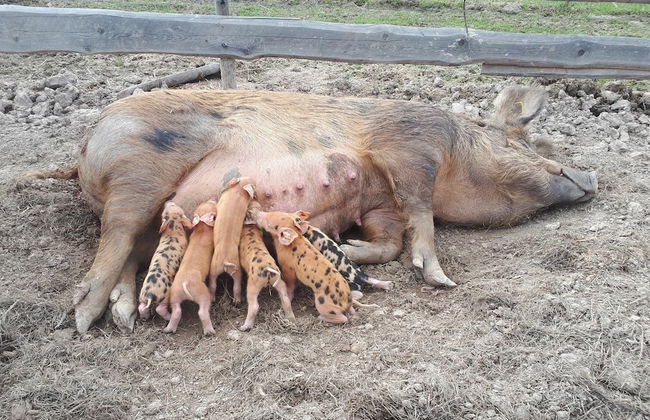 Tiny hut in the Forest Overlooking the River - Photo 27
