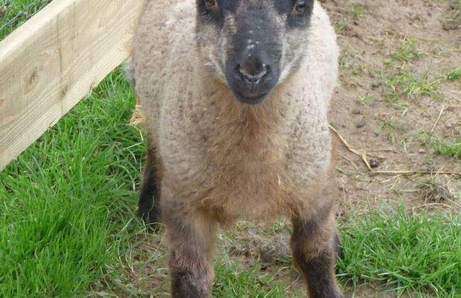 Birchill Farm Holiday Cottages - Photo 59