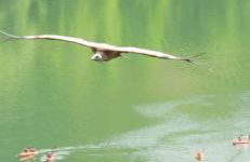 El Mirador de la Dehesa de Cuellar - Foto 37