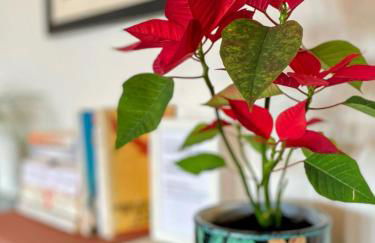 Casa Bolacha - Foto 13