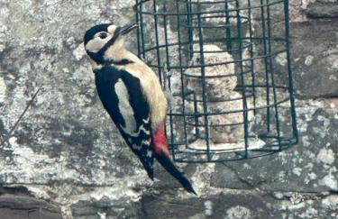 Pant Llwyd Farm - Foto 24