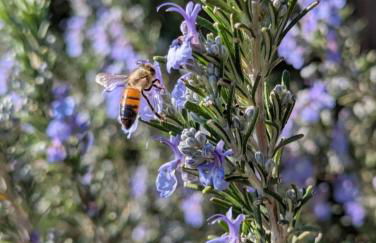 Namaste - Mare, Lago di Bolsena e Terme di Vulci - Foto 40