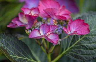 Huus de Freese 35224 - Foto 8