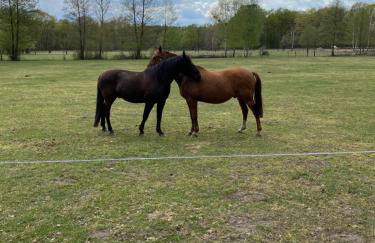 Auszeit im Seenland - Foto 38