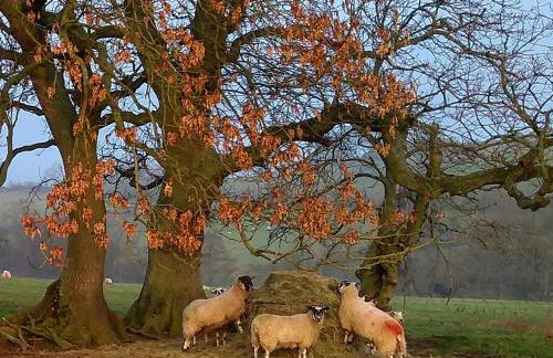 The Nook Cottage In The Heart Of Northumberland - Foto 22