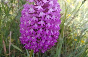 Retiro Da Avo Lídia - Turismo Rural - Foto 60