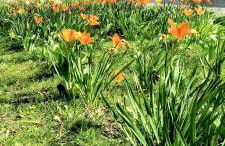 Ferienwohnung Lahnmündung mit kostenlosem Parkplatz - Foto 11