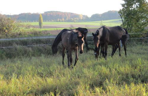 Gästehaus Minkel - Foto 14