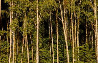 Apartamenty Białe Brzozy - Photo 17