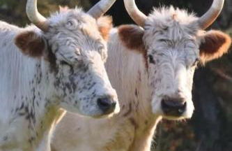 East Lodge - Chillingham Castle - Foto 41