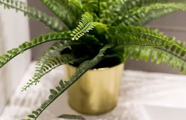 Spacious 2 Bedroom Condo in Little Italy - Foto 47