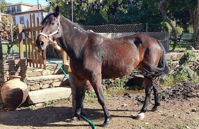 Casa de Baixo - Nature Hotel - Foto 69